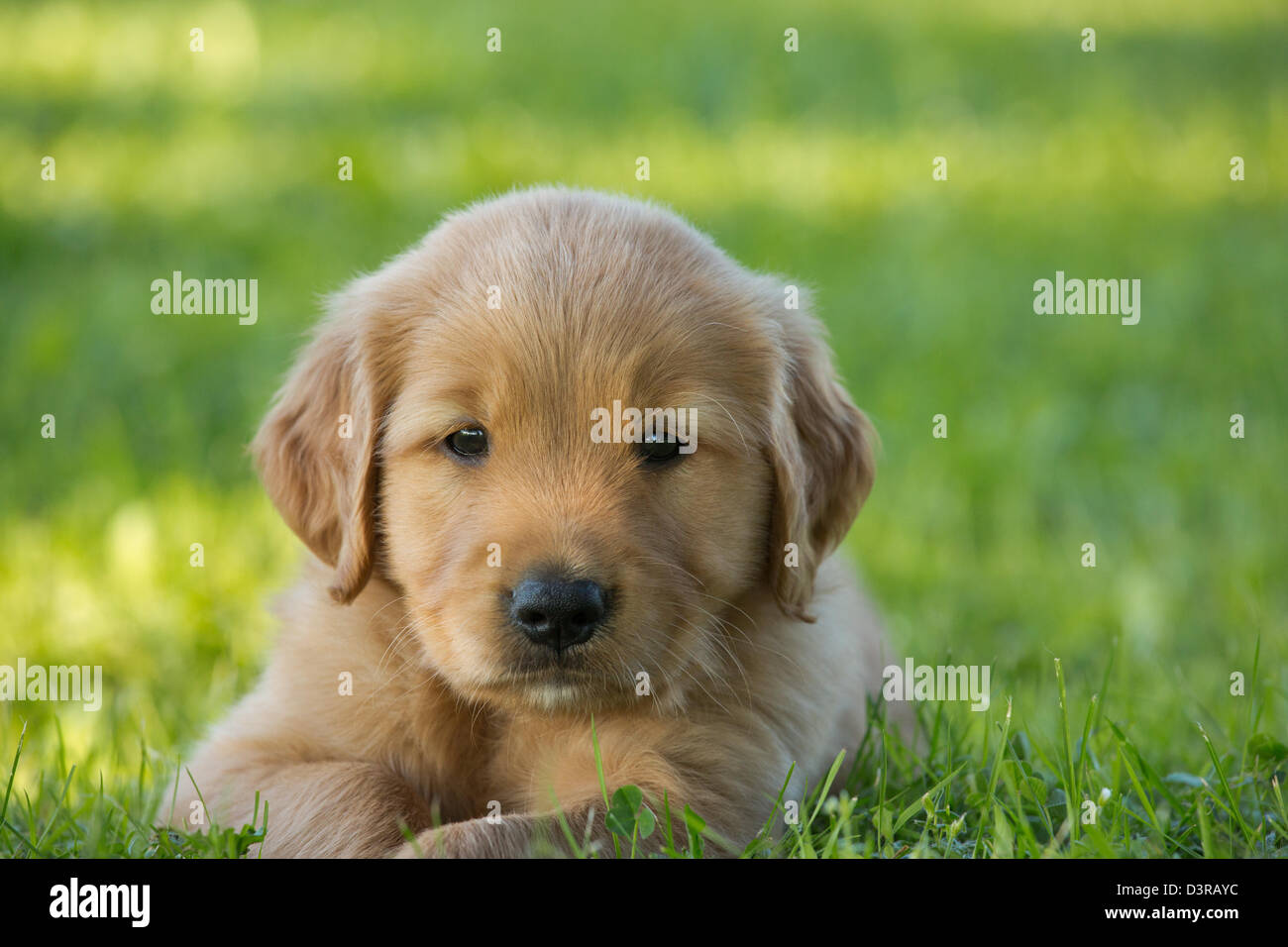 Welpe Liebt Stockfotos Welpe Liebt Bilder Alamy