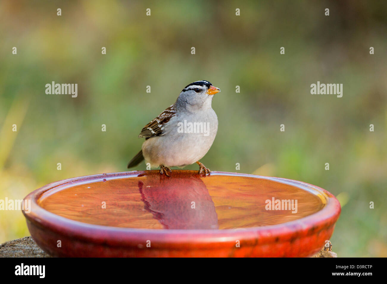 Weiß – Crowned Sparrow auf ein Vogelbad Stockfoto