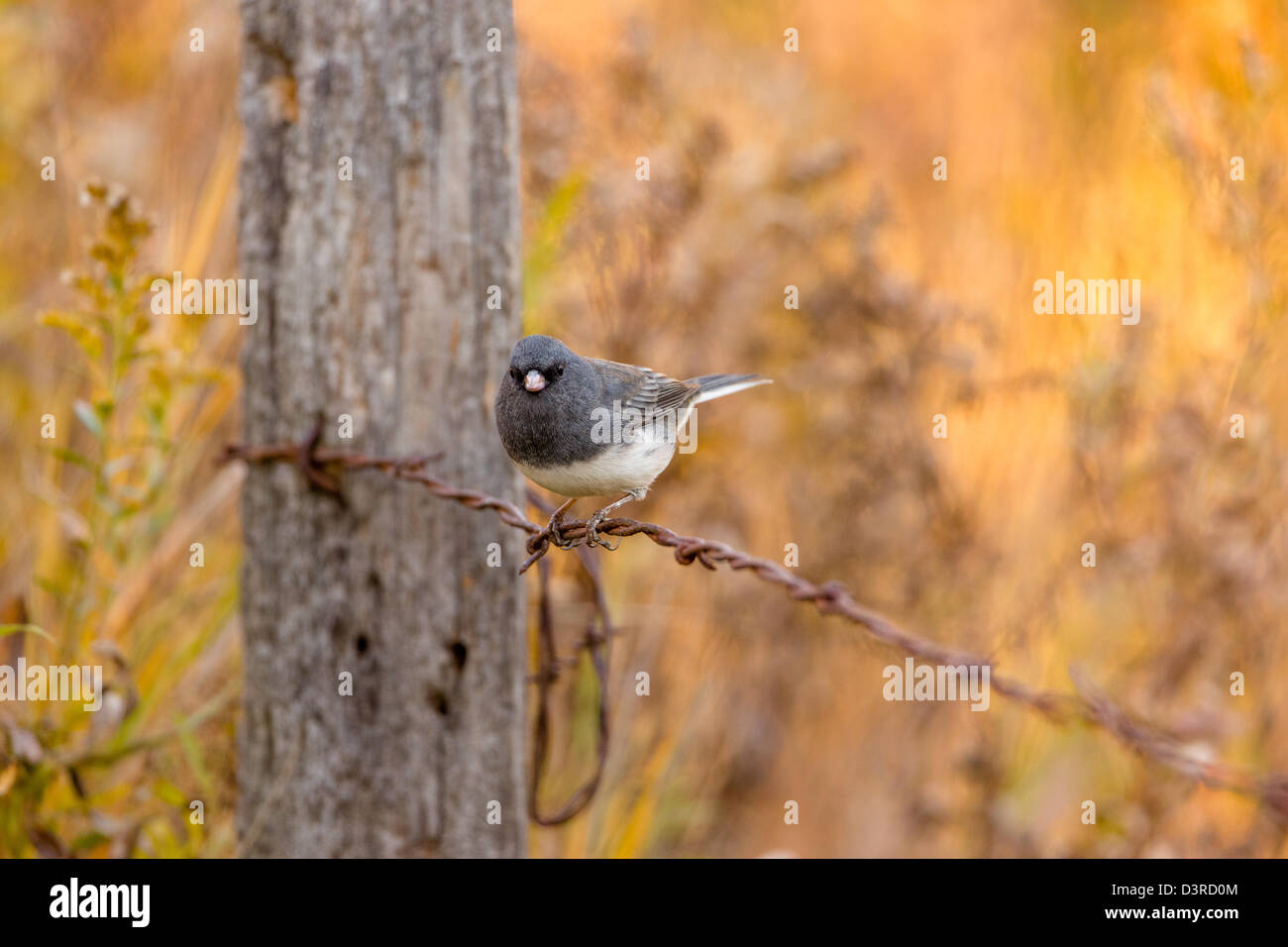 Dunkel-gemustertes junco Stockfoto