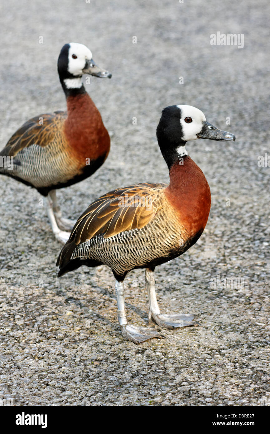 Ein paar von White-faced pfeifenden Enten (wissenschaftlicher Name: Dendrocygna Viduata) Stockfoto