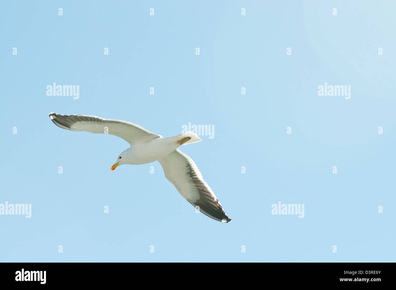 Möwen fliegen Stockfoto