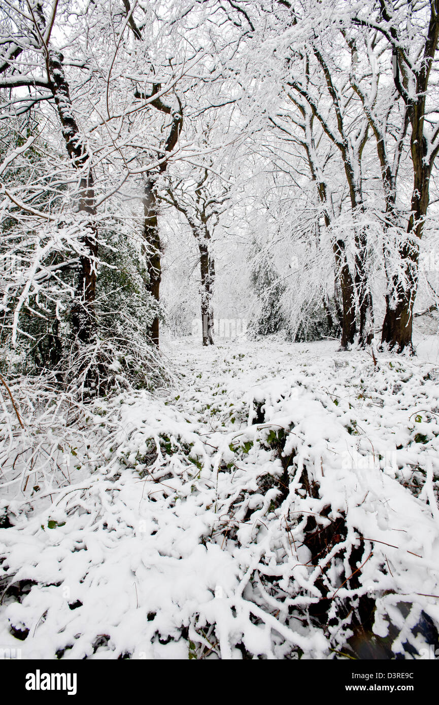 Highgate Wood bedeckt in Schnee, London, Vereinigtes Königreich Stockfoto