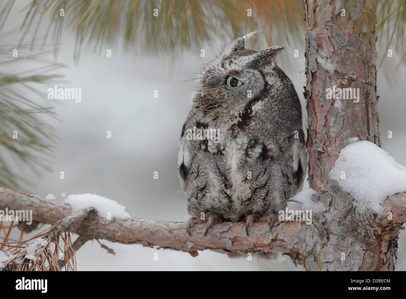 Ost-Kreischeule (Megascops Asio) Stockfoto