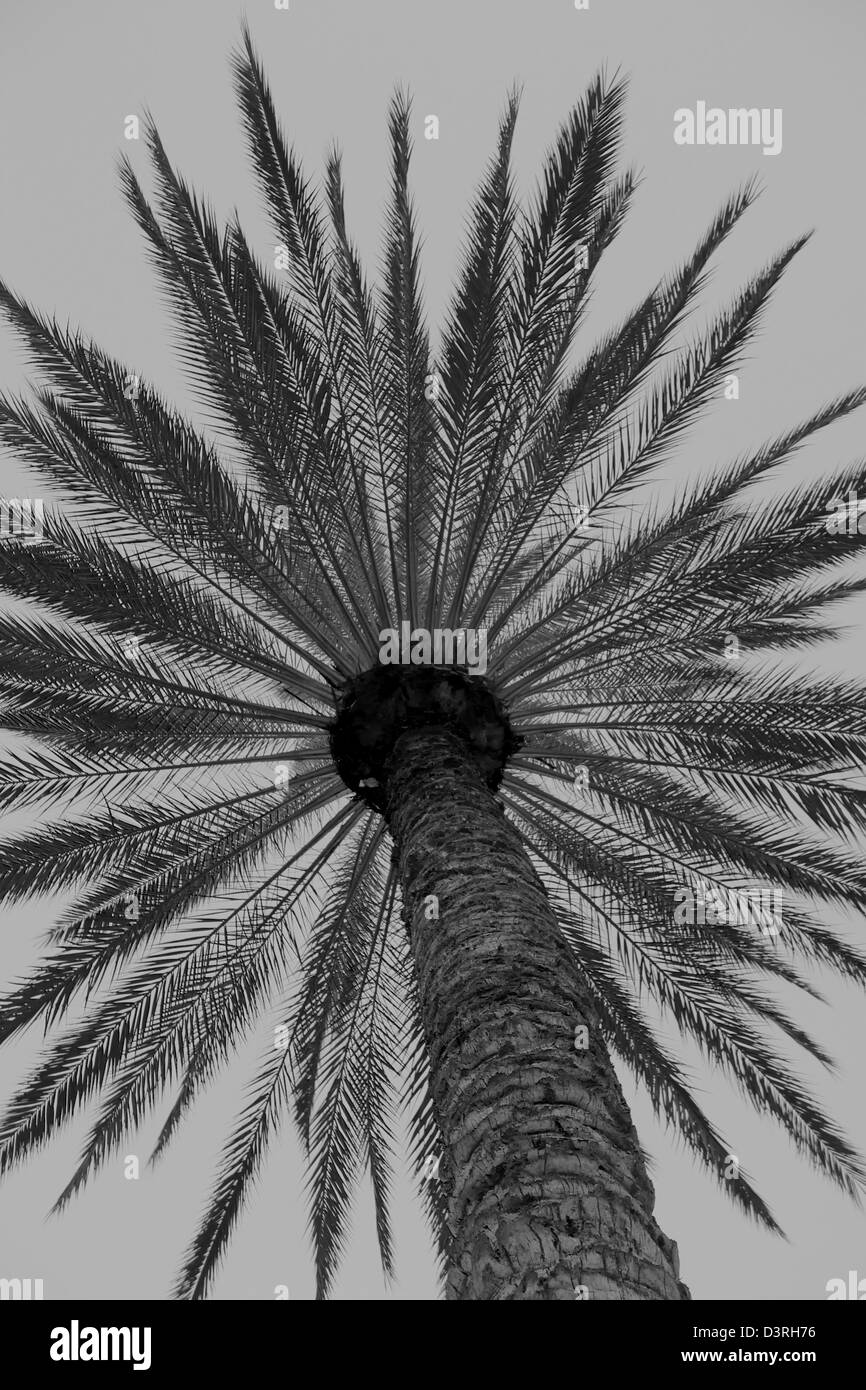 Palm Tree Silhouette, Gran Canaria, Spanien. Stockfoto