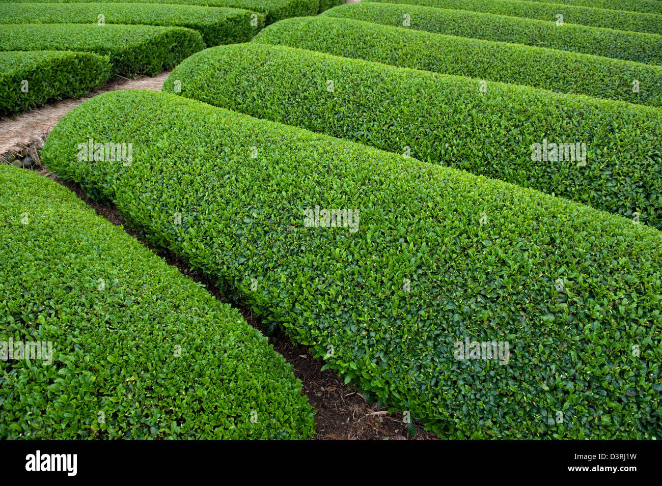 Reihen von frischer grüner Teebüsche wachsen auf einer Plantage im Bereich Makinohara Chabatake Tee der Präfektur Shizuoka, Japan. Stockfoto