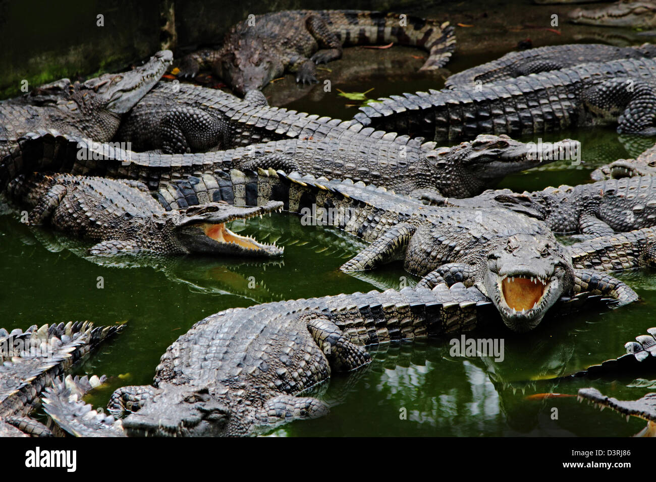 Krokodile hautnah in Thailand zoo Stockfoto