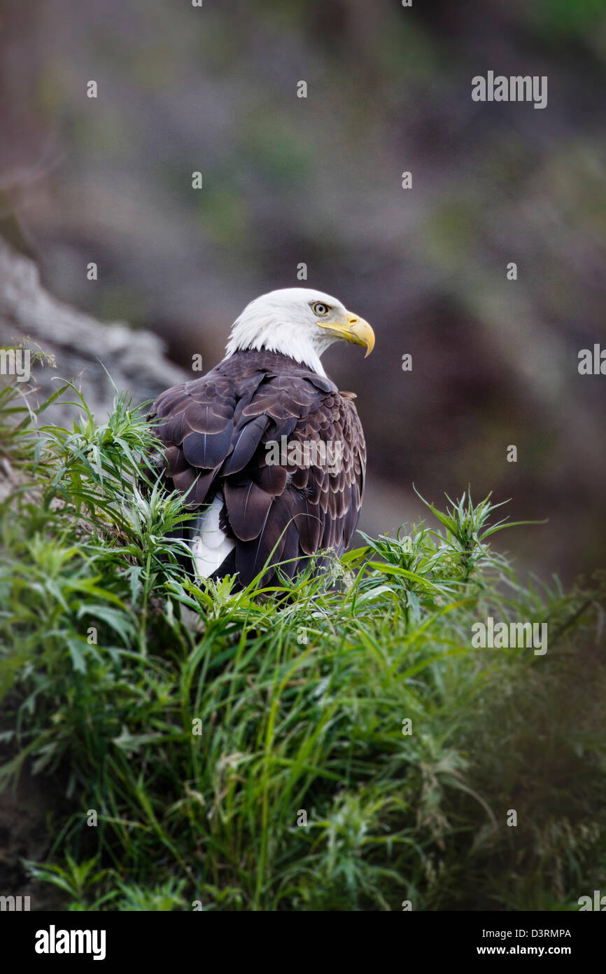 Reifen Sie, Weißkopf-Seeadler, Deep Creek State Recreation Area, Ninilchik, Halbinsel Kenai, Alaska, USA Stockfoto