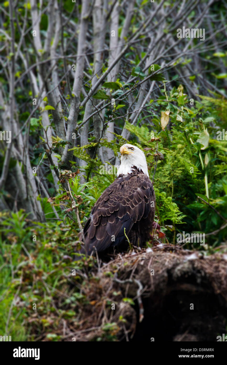 Reifen Sie, Weißkopf-Seeadler, Deep Creek State Recreation Area, Ninilchik, Halbinsel Kenai, Alaska, USA Stockfoto