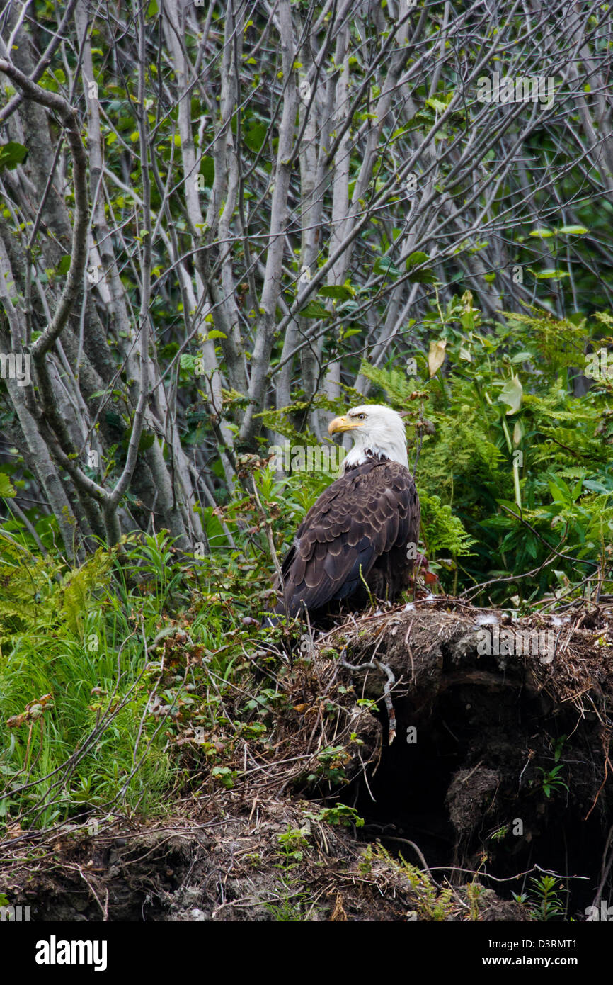 Reifen Sie, Weißkopf-Seeadler, Deep Creek State Recreation Area, Ninilchik, Halbinsel Kenai, Alaska, USA Stockfoto