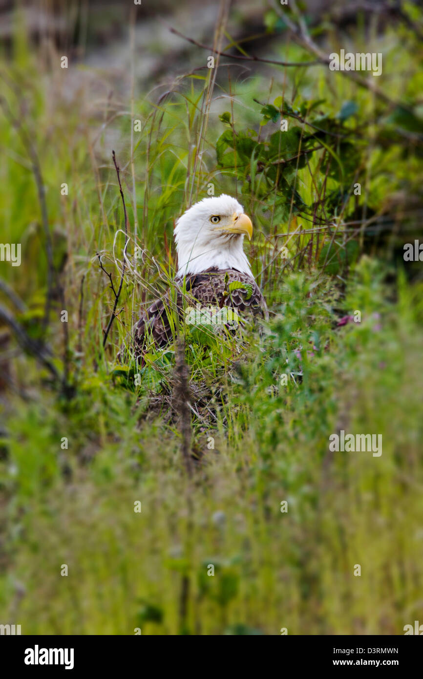 Reifen Sie, Weißkopf-Seeadler, Deep Creek State Recreation Area, Ninilchik, Halbinsel Kenai, Alaska, USA Stockfoto