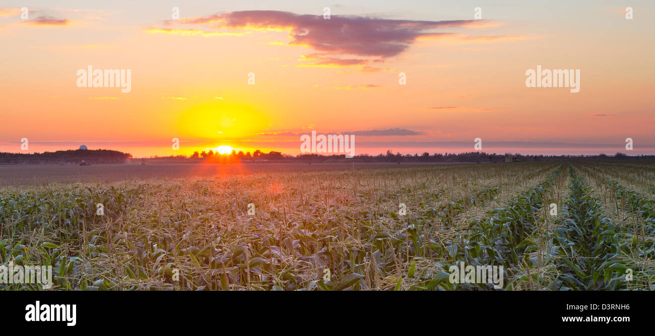 Panorama Sonnenuntergang über Pflanzen in Florida Everglades City Stockfoto