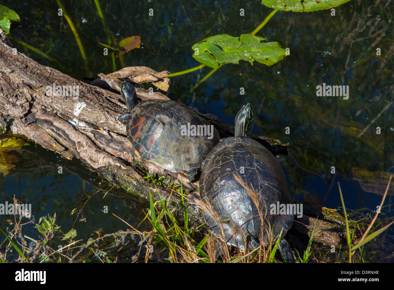 Zwei Schildkröten auf Baumstamm entlang der Anhinga Trail im Royal Palm Visitor Center in Florida Everglades Nationalpark Stockfoto