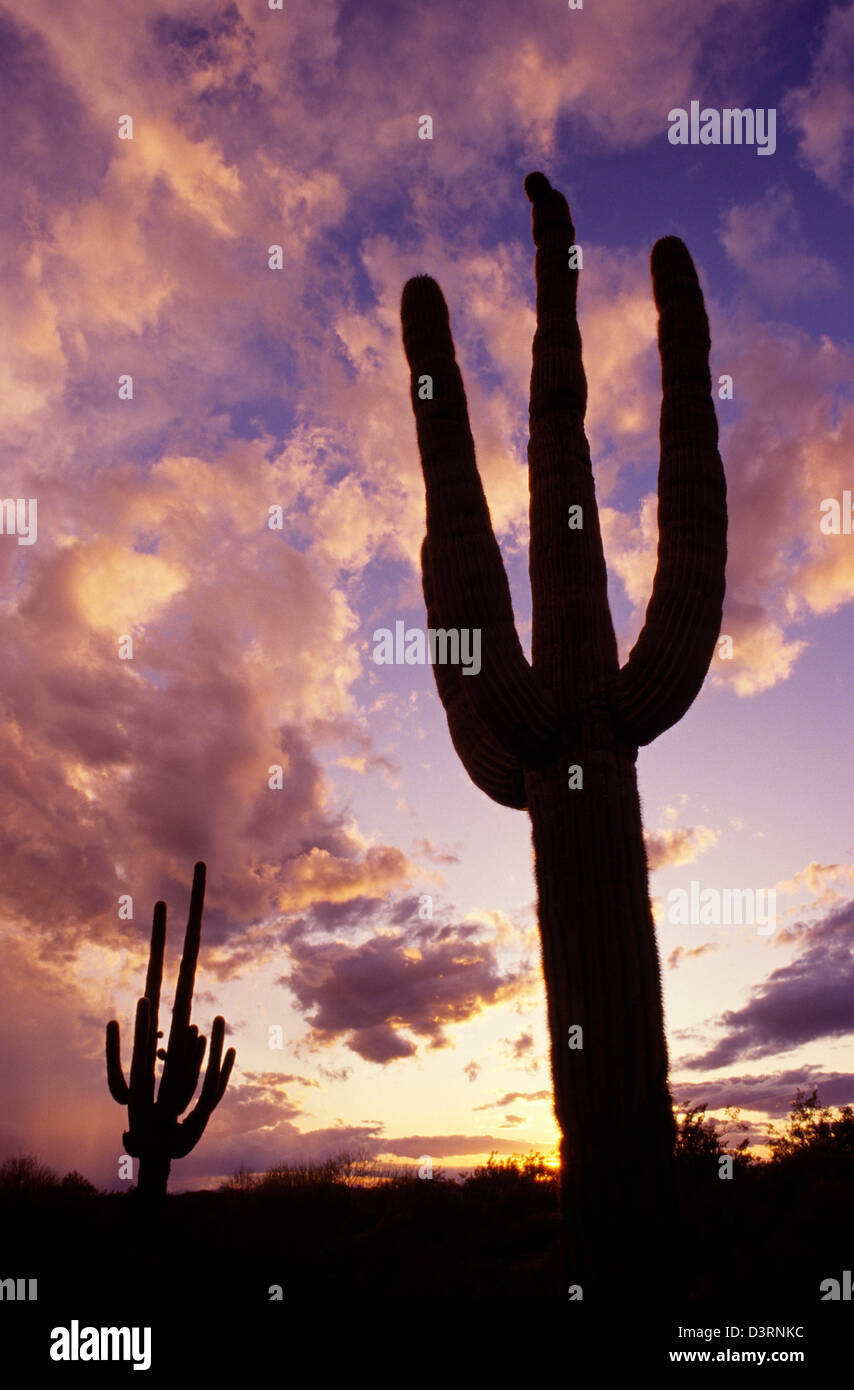 Silhouette Saguaro-Kaktus-Sonnenuntergang in der Abenddämmerung Arizona State USA Stockfoto