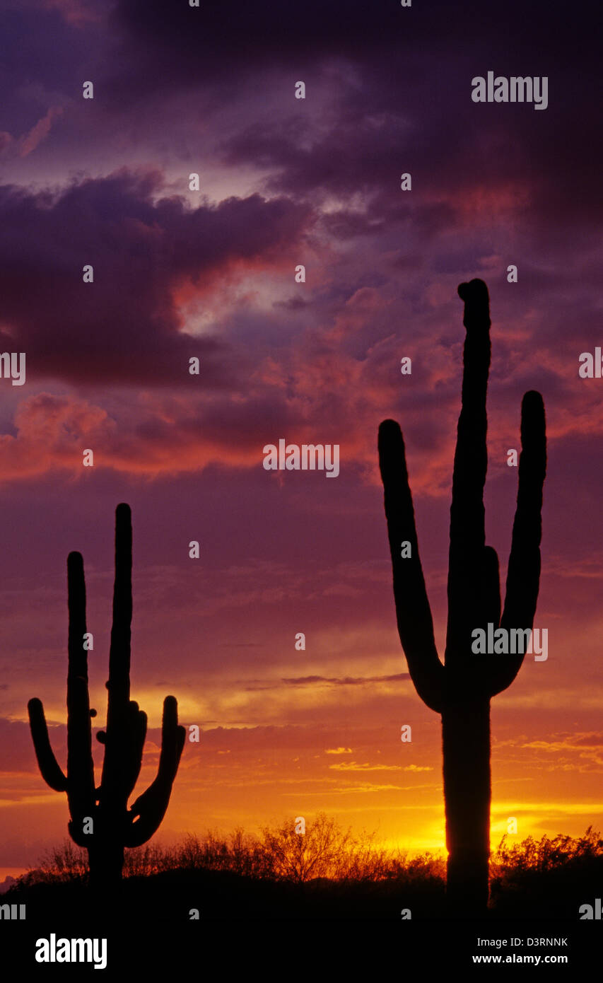 Silhouette Saguaro-Kaktus-Sonnenuntergang in der Abenddämmerung Arizona State USA Stockfoto