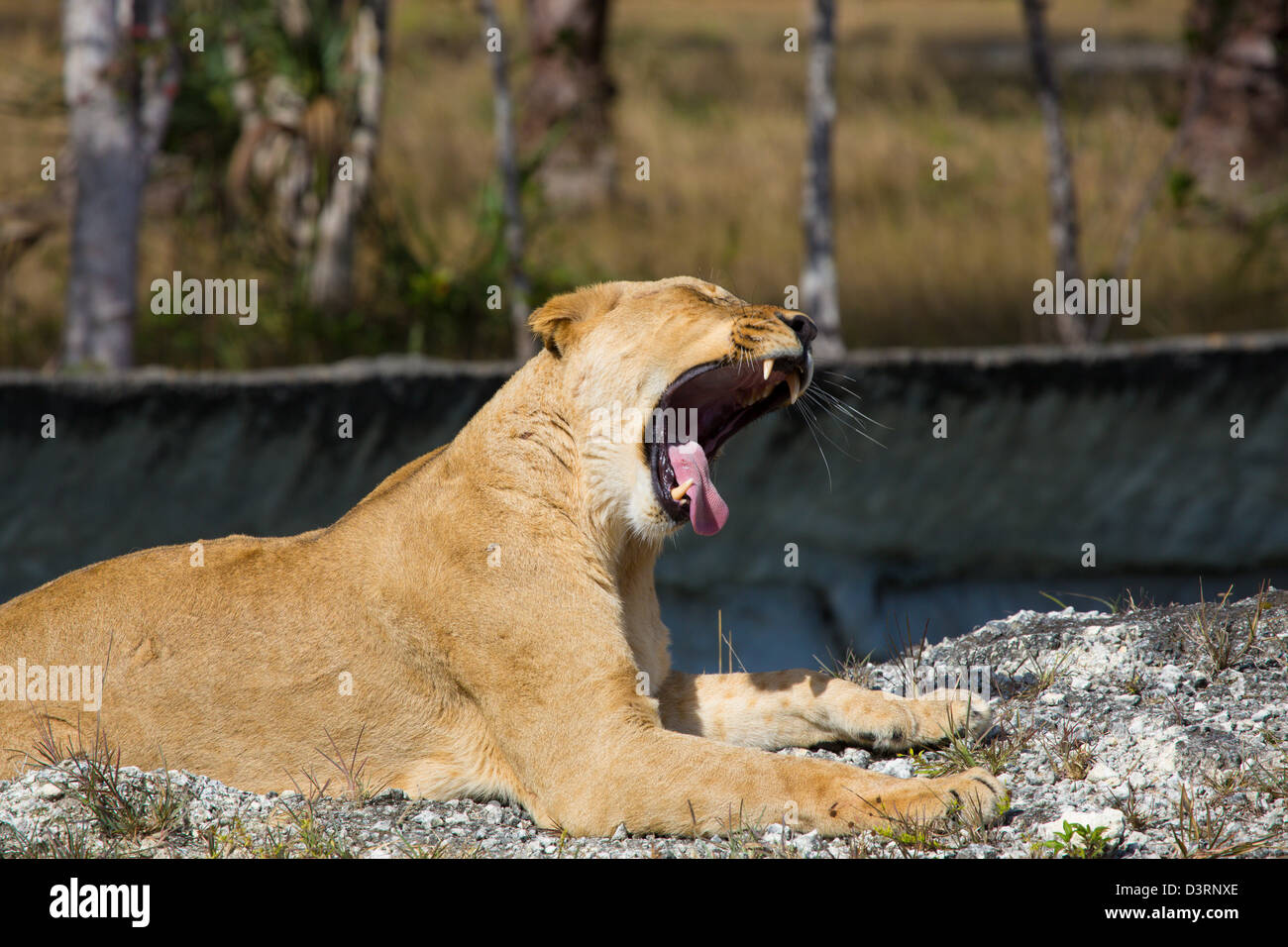 Gähnender Löwe im Miami Zoo Stockfoto