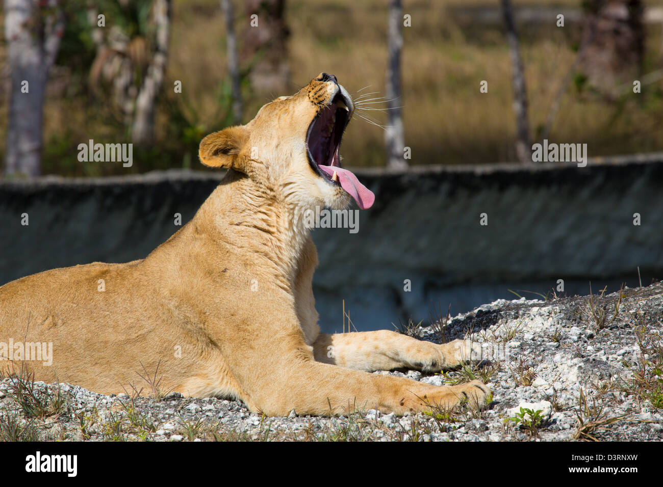 Gähnender Löwe im Miami Zoo Stockfoto