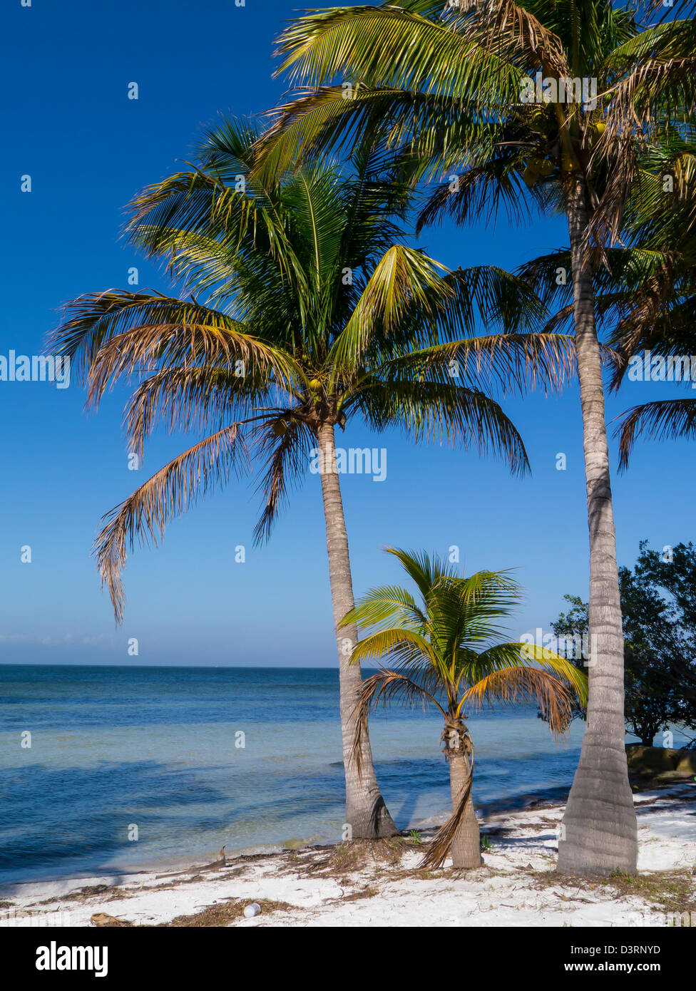 Palmen in Bokeelia am nördlichen Ende der Pine Island in Florida Stockfoto