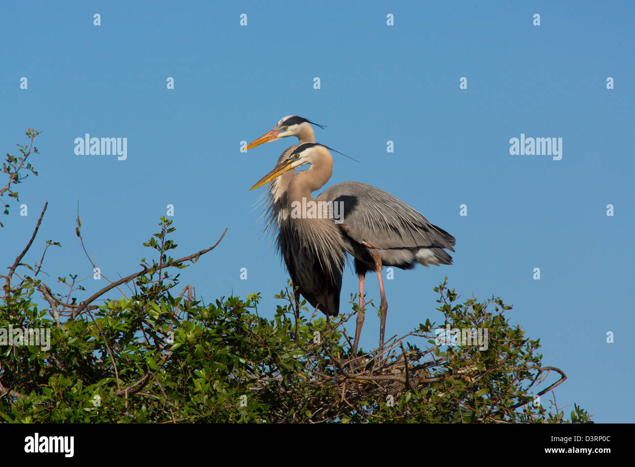 Ein paar große blaue Reiher in Venedig Rookery in Venice Florida Stockfoto