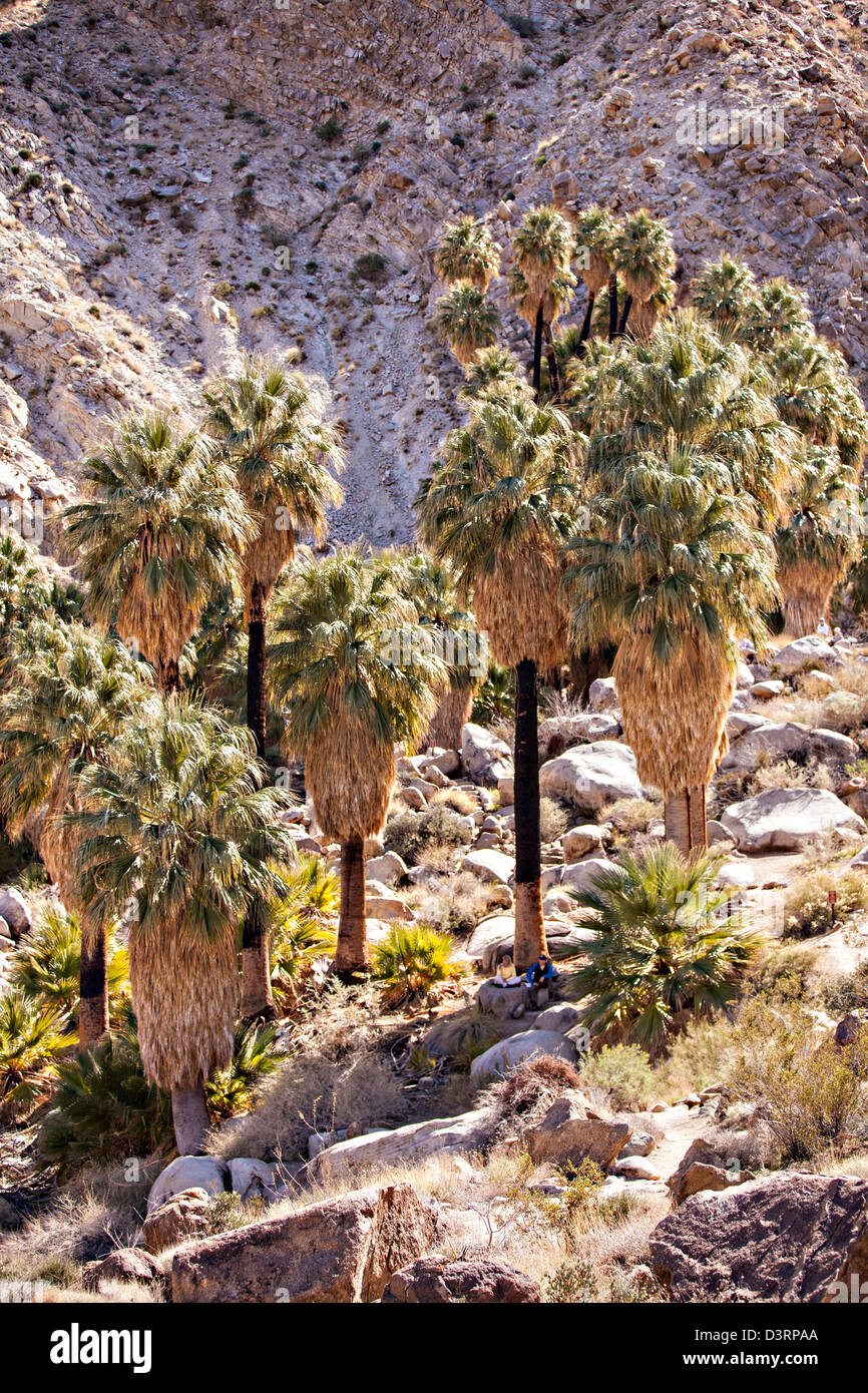 Fortynine Palms Oasis in der Mojave-Wüste außerhalb von Twentynine Palms, Kalifornien. Stockfoto