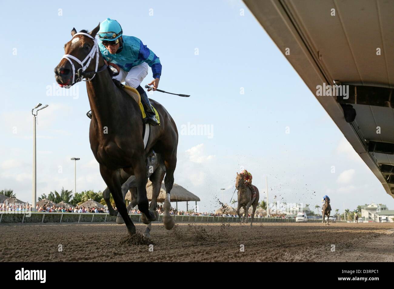 Lebendig, mit Jockey Joel Rosario, Leben Sie Oberflächen zuerst vor Lieblings träumen von Julia in die Davona Dale (Gr. II) in Gulfstream Park in Hallandale, Florida, am 23. Februar 2013. Foto von David Stephenson (Kredit-Bild: © David Stephenson/ZUMAPRESS.com) Stockfoto