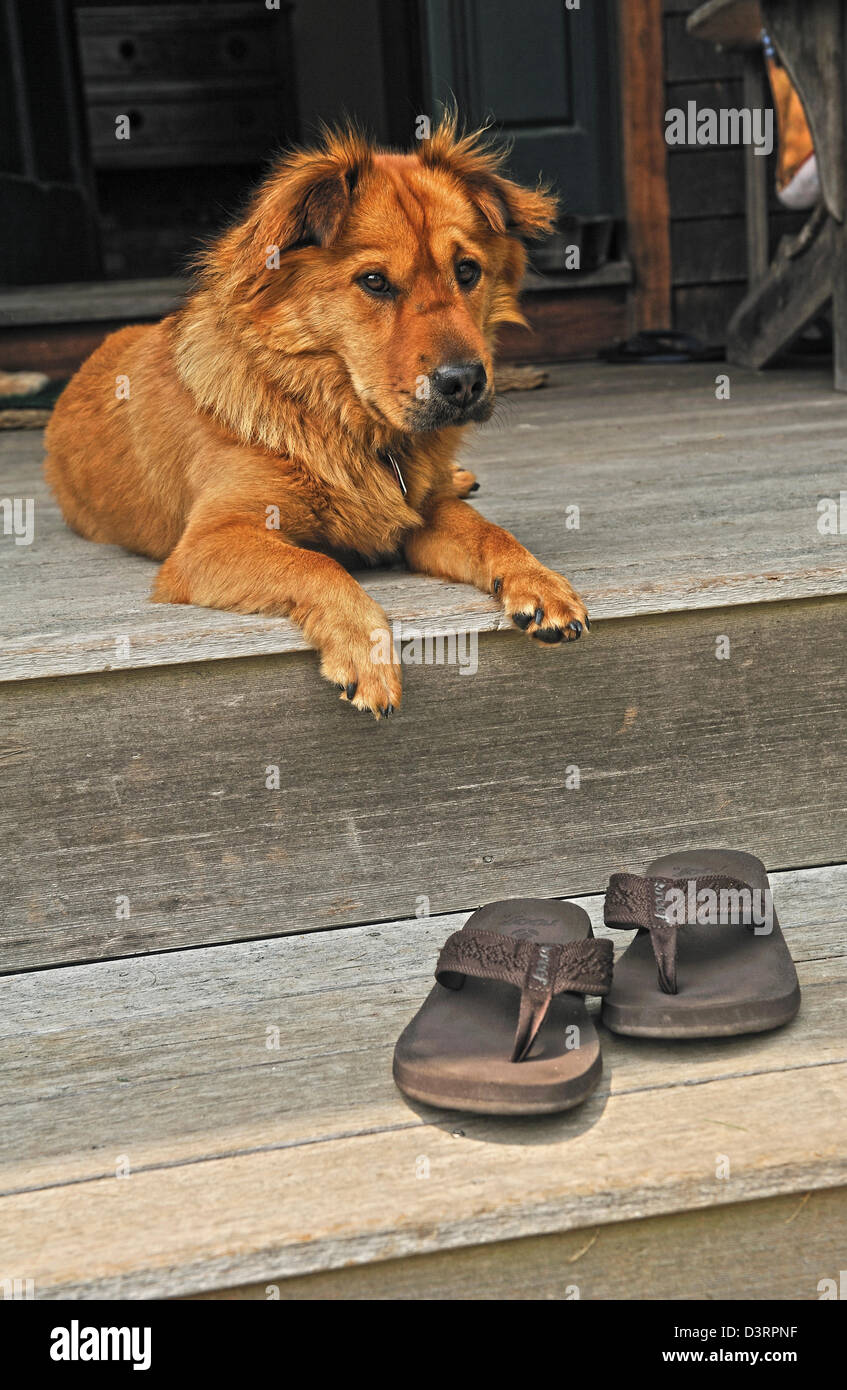 Hund, hanging out auf der Veranda von Beach house Stockfoto