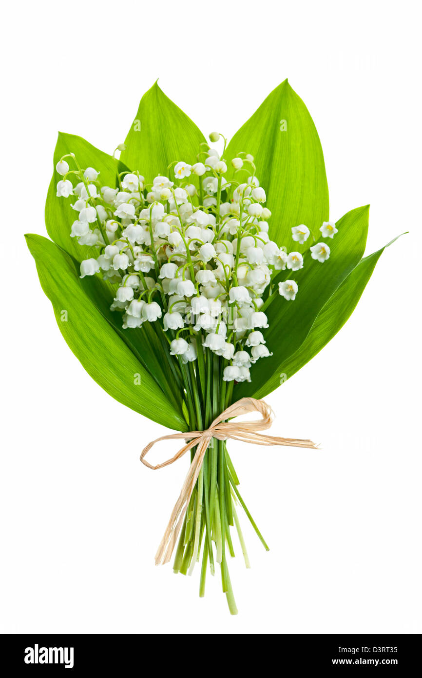 Maiglöckchen Blumen Blumenstrauß isoliert auf weißem Hintergrund Stockfotografie