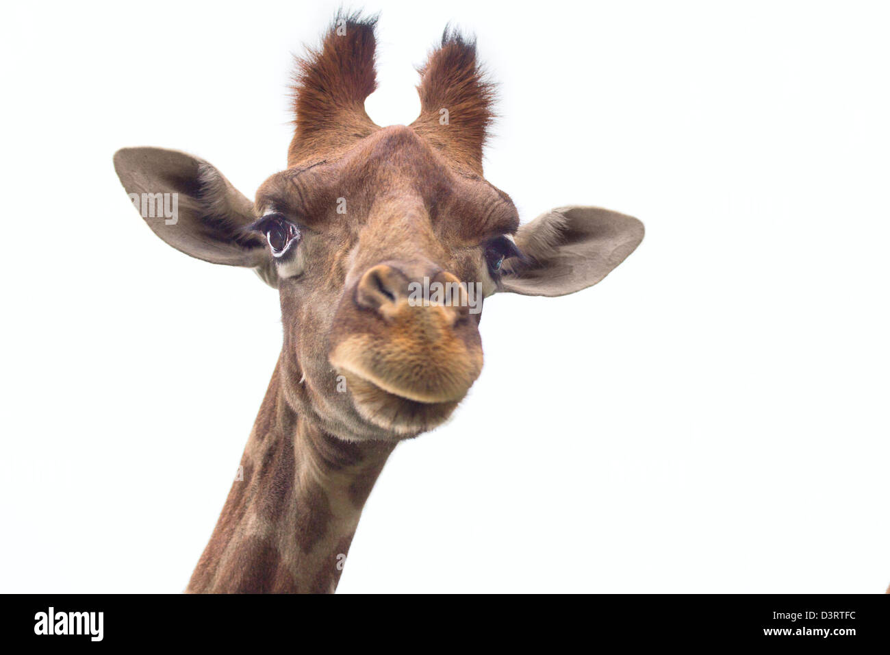 Giraffe portret Stockfoto