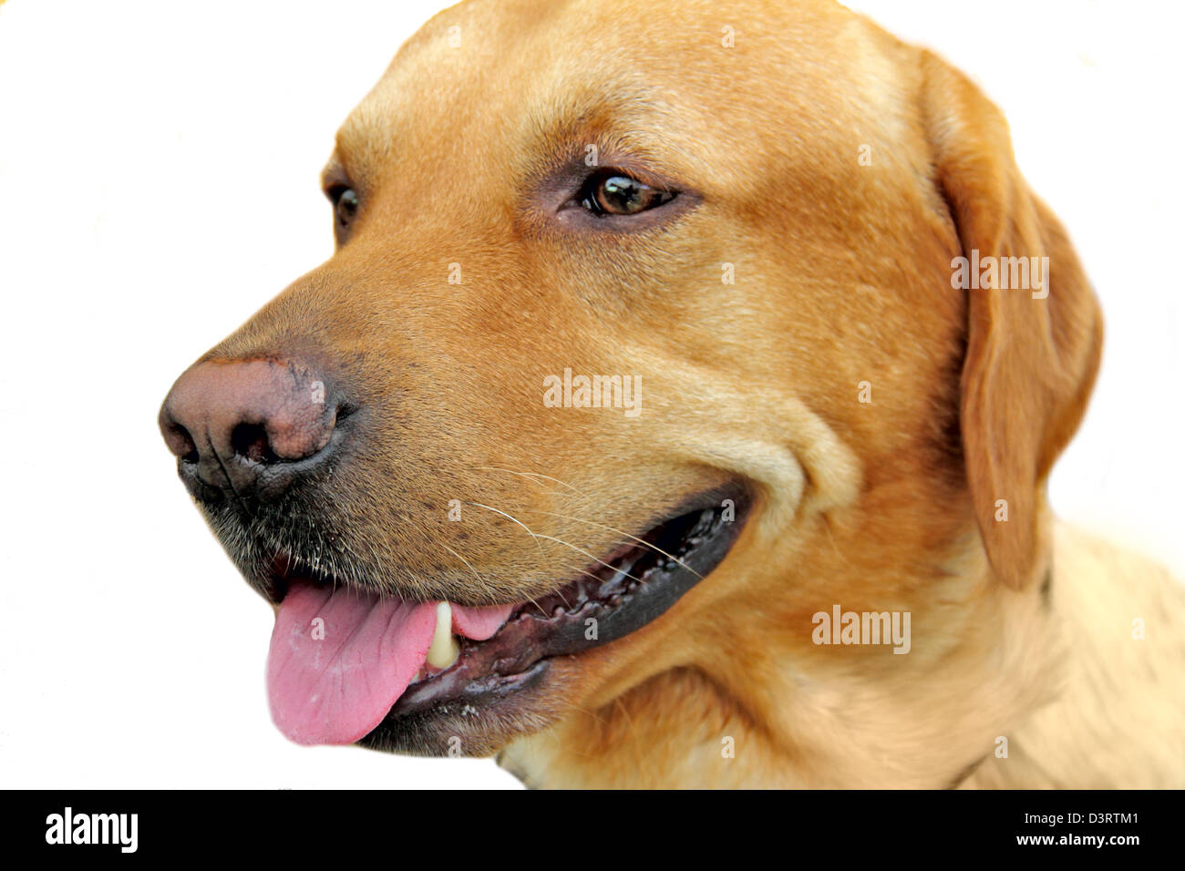 Hundekopf-Porträt Stockfoto