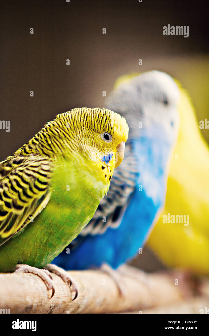 Wellensittich (Melopsittacus Undulatus) Stockfoto