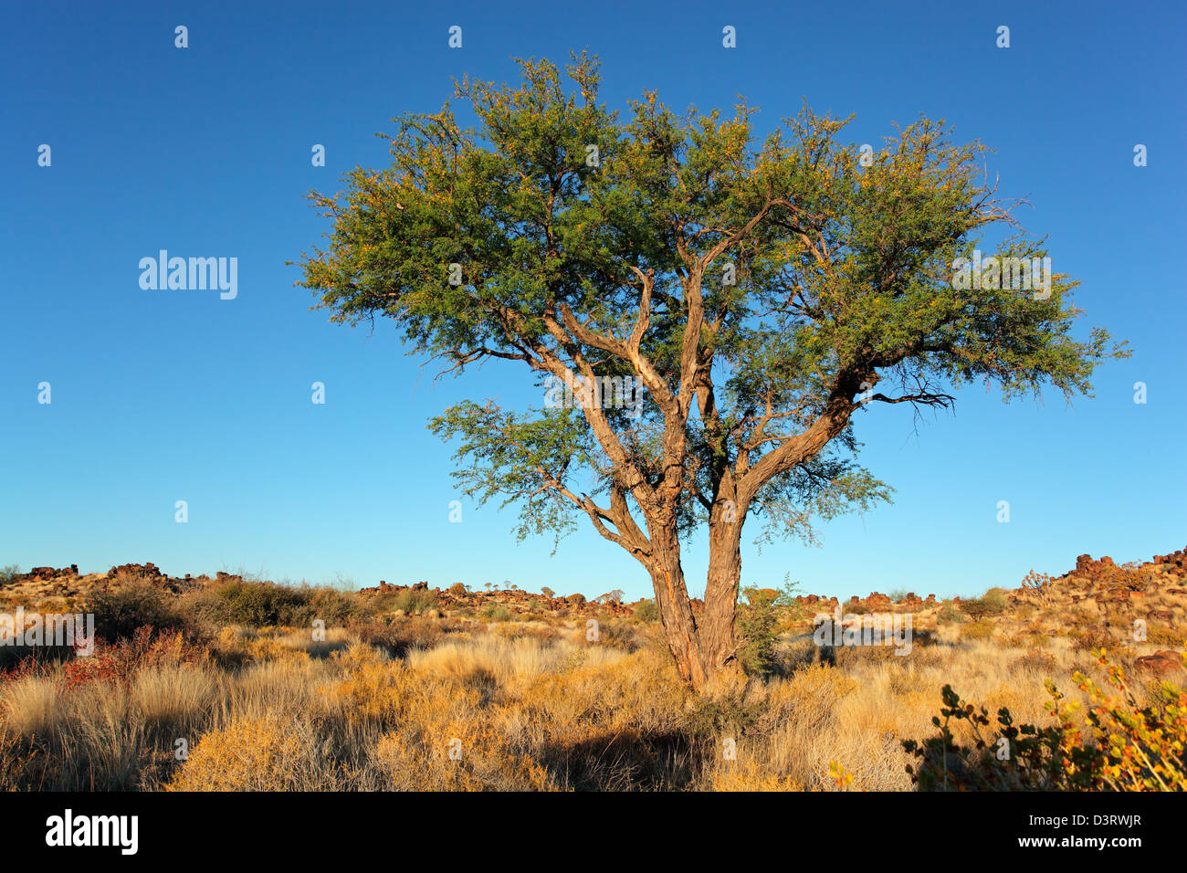 Wüstenlandschaft mit einer afrikanischen Akazie Baum und blauen Himmel, Namibia, Südliches Afrika Stockfoto