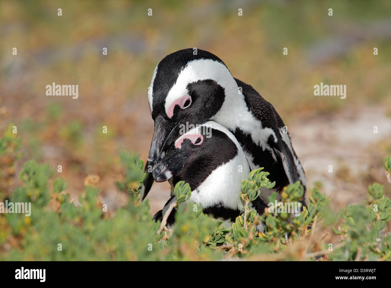 Paar der afrikanischen Pinguine (Spheniscus Demersus), Western Cape, Südafrika Stockfoto