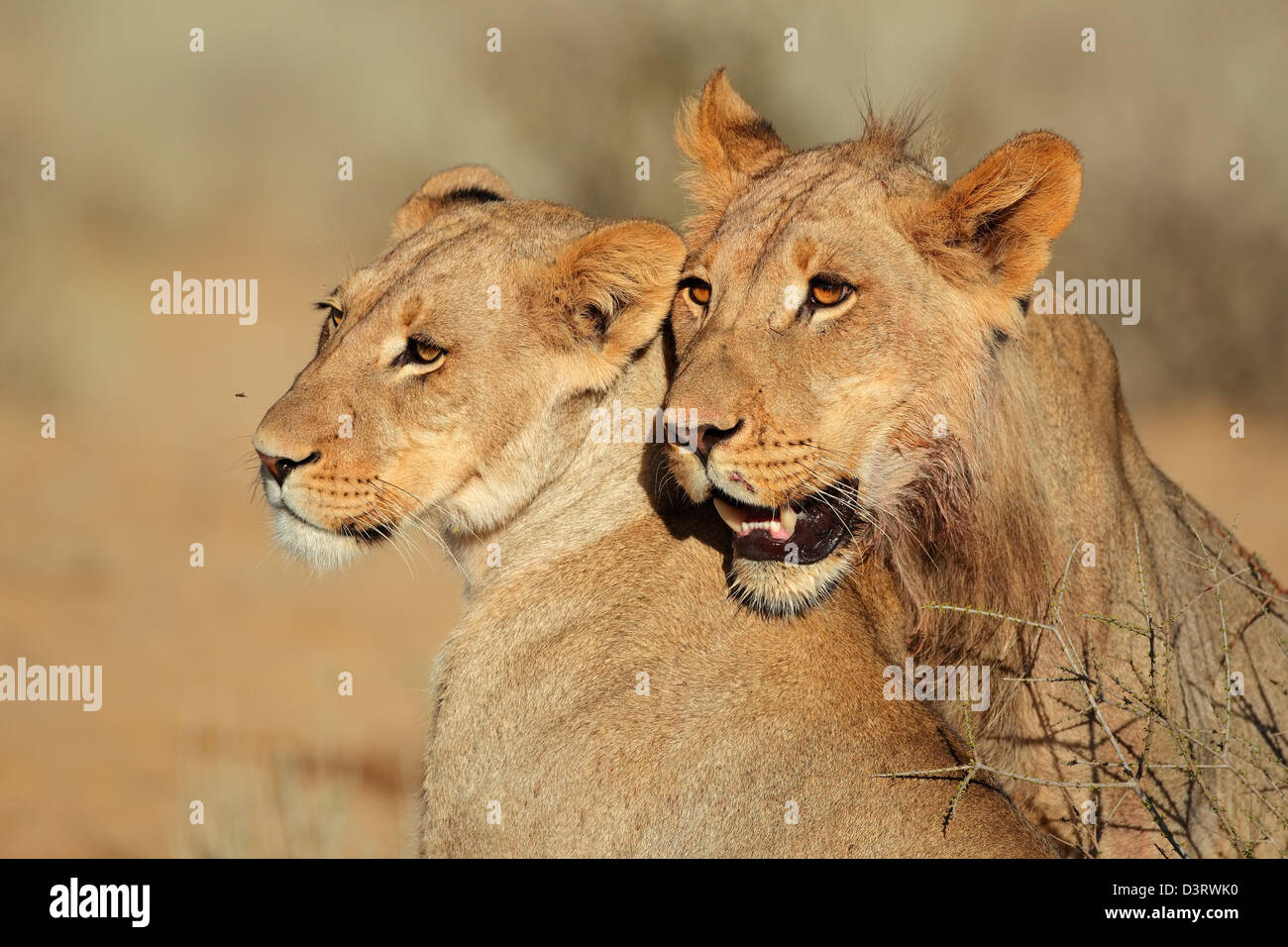 Porträts von zwei Löwen (Panthera Leo) in liebevoller Interaktion, Kalahari-Wüste, Südafrika Stockfoto