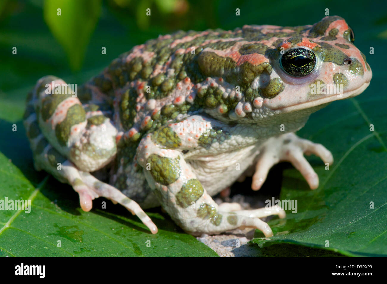 Grüne Kröte / Bufo Viridis Stockfoto