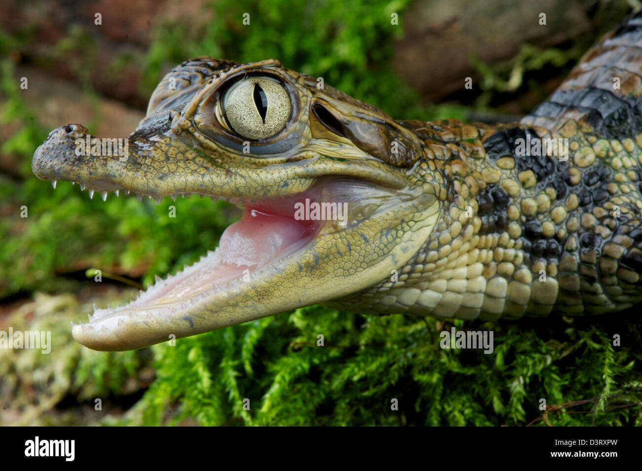 Kaiman / Caiman Crocodilus Stockfoto