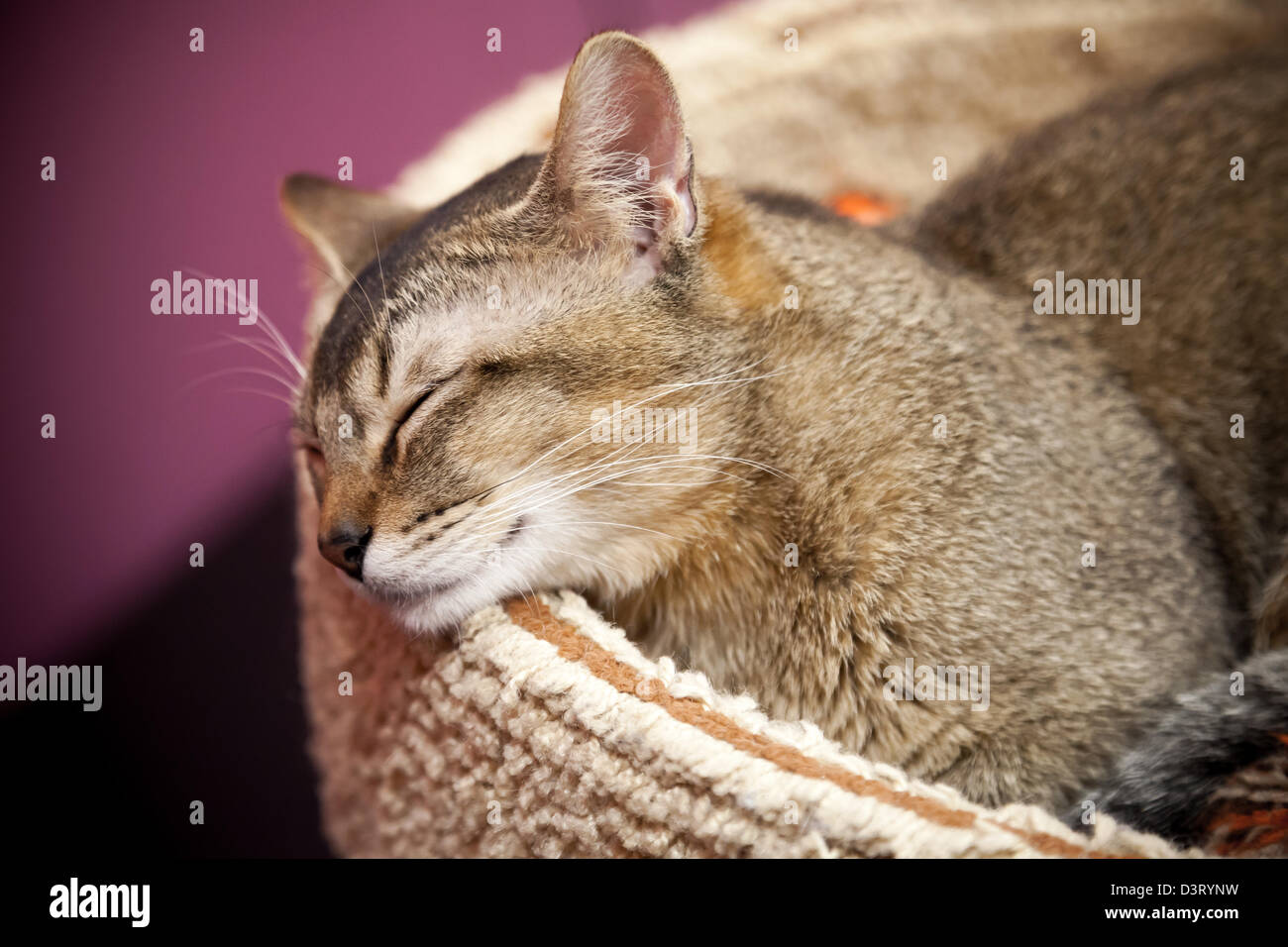 Braune kurzhaarige Katze schläft auf dem Bett Stockfoto