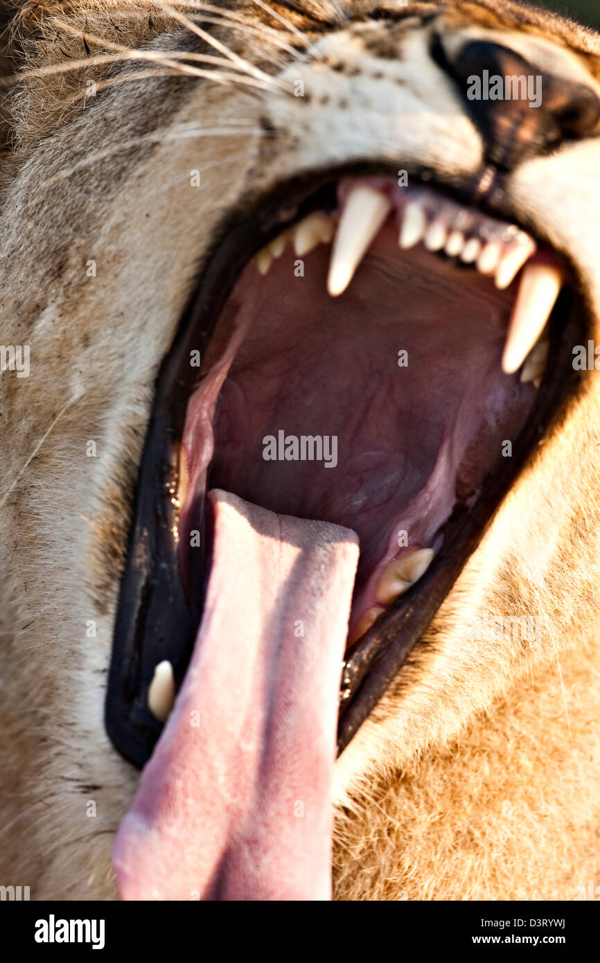 Löwe, öffnen Mund Klauen und Zähnen, Phinda Game Reserve, Südafrika Stockfoto