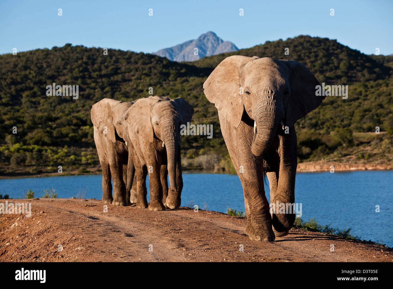 Elefanten Spaziergang am Seeufer in Buffelsdrift Game Lodge, Südafrika Stockfoto
