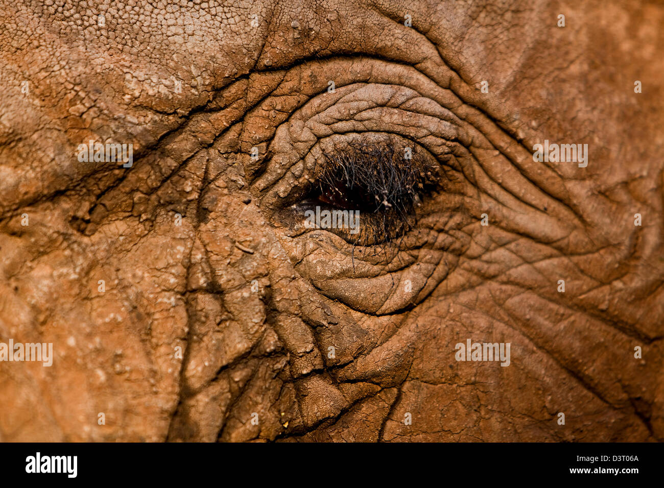 Nahaufnahme eines Elefanten Auge in Buffelsdrift Game Lodge, Südafrika Stockfoto