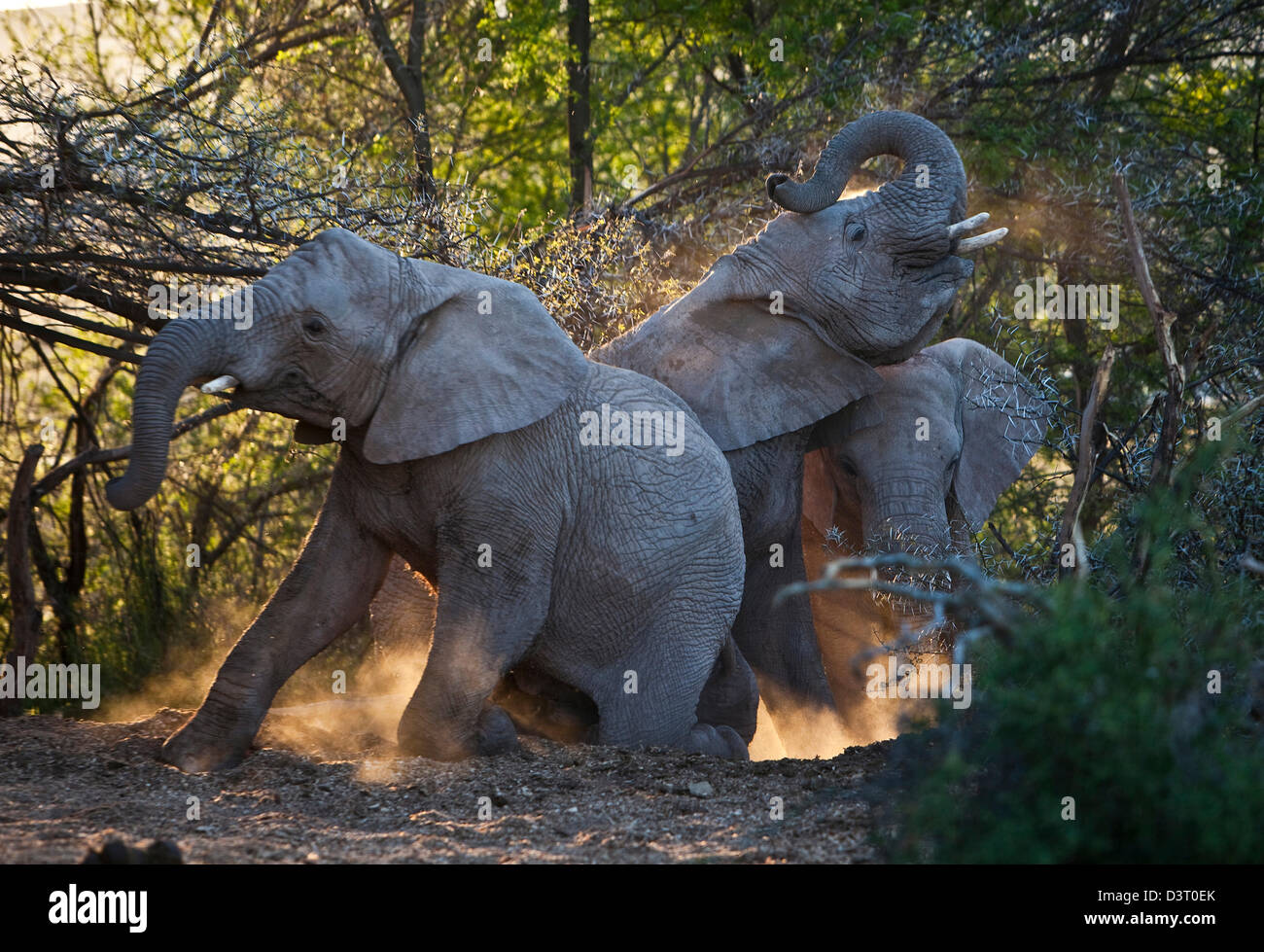Elefanten, die Reinigung in Staub, Buffelsdrift Game Lodge, Südafrika Stockfoto