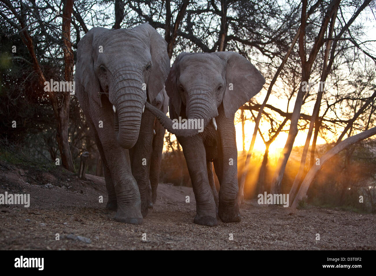 Elefant und jungen gehen mit Stämmen verbunden, Buffelsdrift Game Lodge, Südafrika Stockfoto