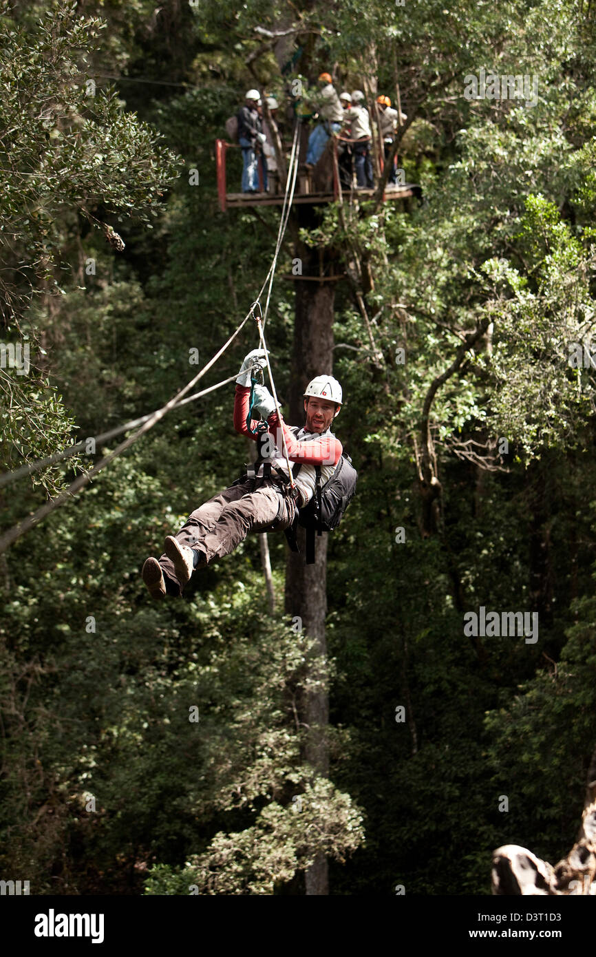 Ziplining Aktion in Tsitsikamma, Südafrika Stockfoto