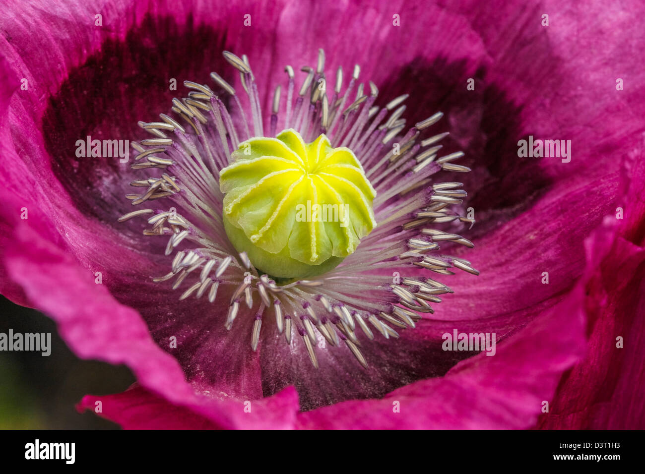 Nahaufnahme von eine Mohnblume Stockfoto