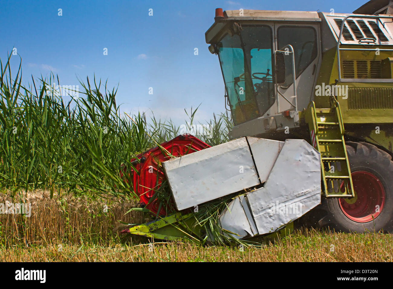 Mähdrescher, sammeln von Weizen oder Gerste aus einem ländlichen Gebiet an einem Sommertag Stockfoto