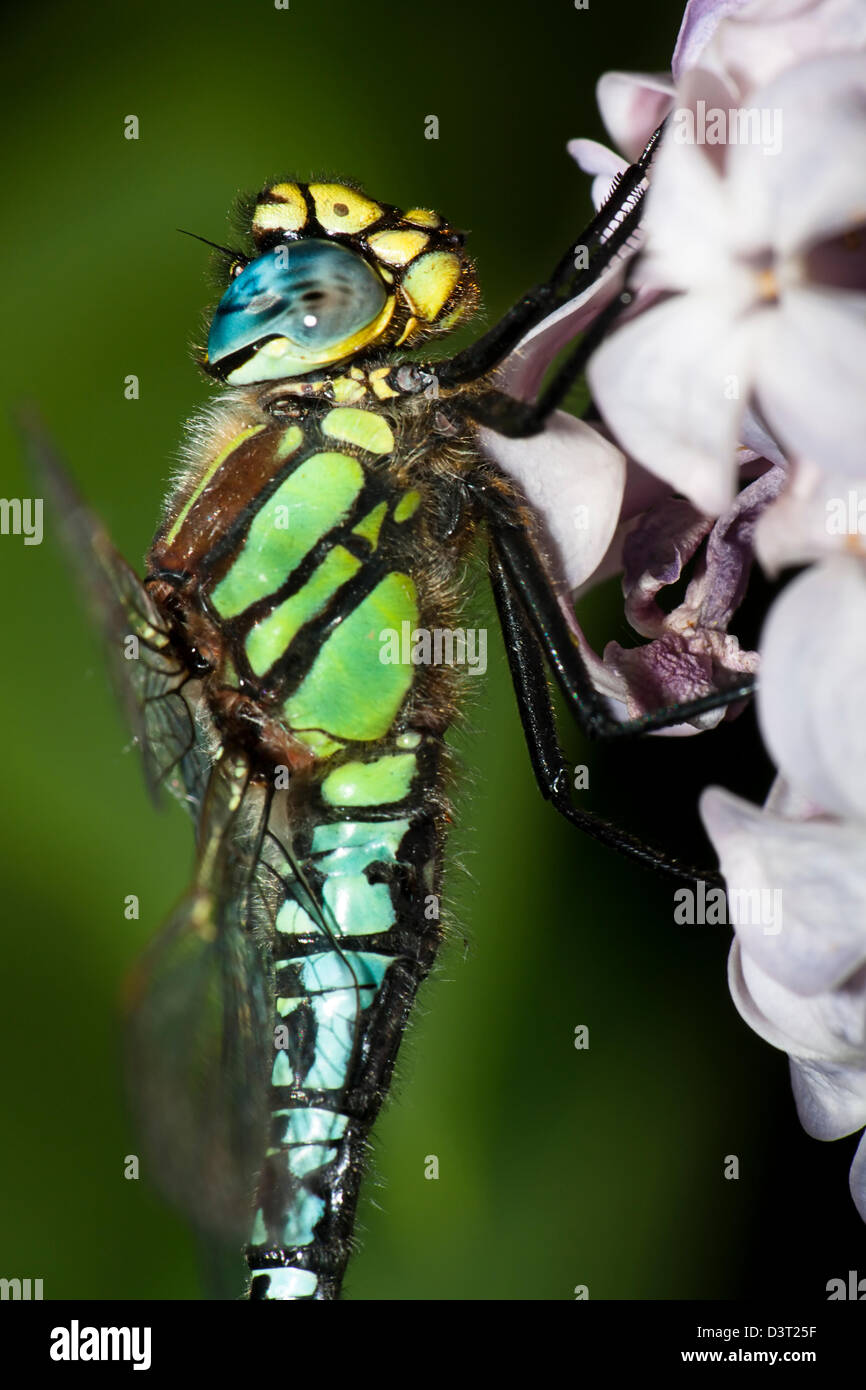Schließen Sie herauf Bild des Profils einer Migranten Hawker-Libelle Stockfoto
