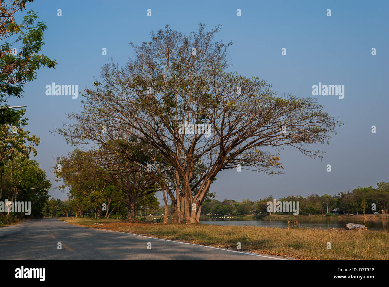 riesiger Baum am See Stockfoto