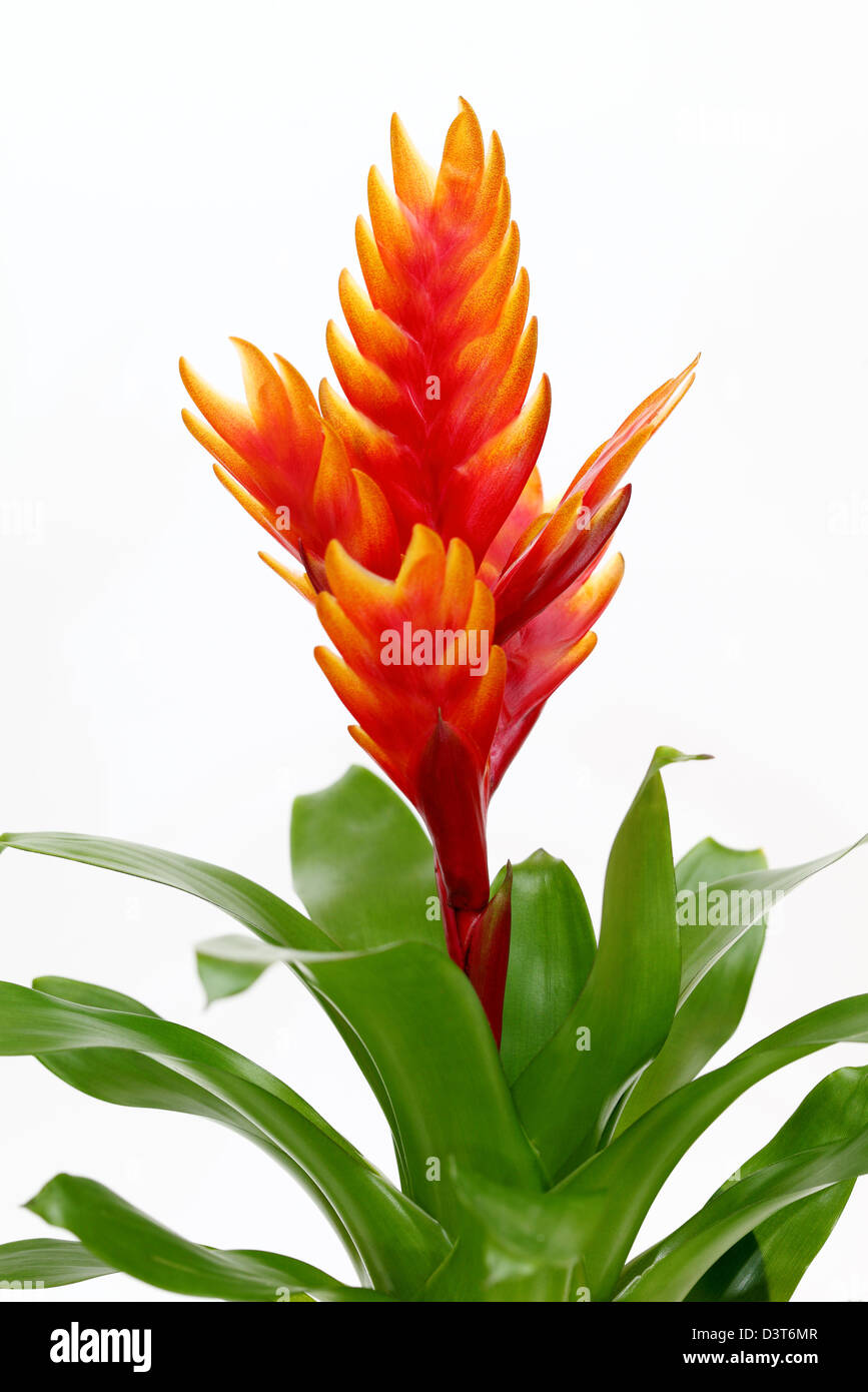 Bromelia blatt Fotos und Bildmaterial in hoher Auflösung Alamy