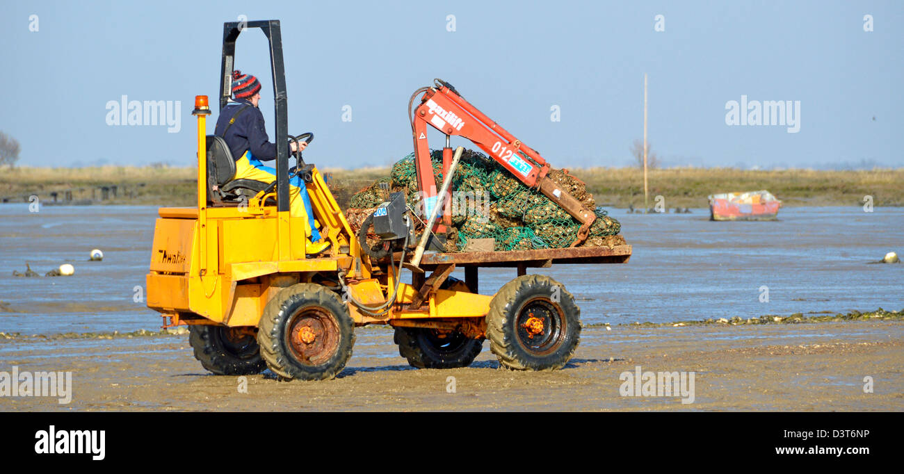 Kipper LKW beladen mit Austern in Taschen nach dem Entladen von Boot über schlammigen Vorland verschoben wird Stockfoto