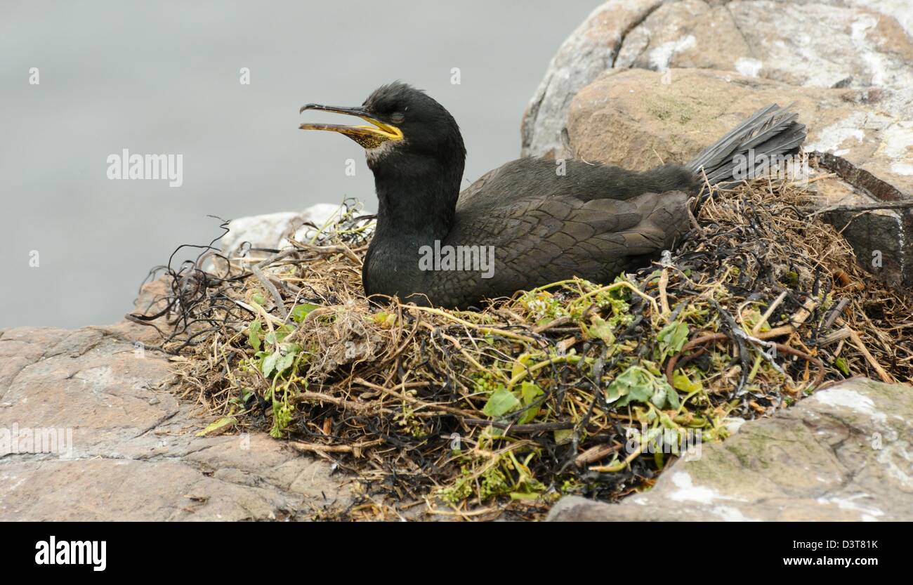 Junge Kormorane auf ein Nest auf den Farne Islands Stockfoto