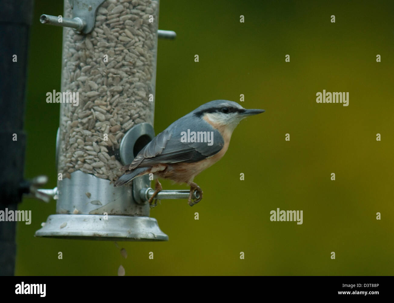 Eurasische Kleiber (Sitta Europaea) auf ein Futterhäuschen für Vögel Stockfoto