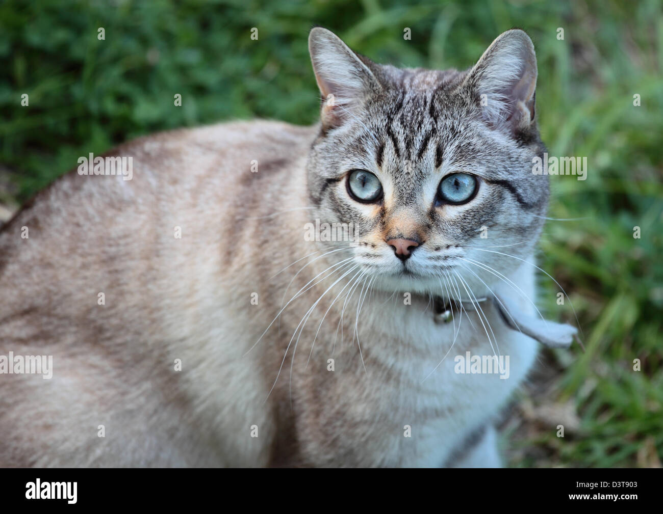 Grau und schwarz Tabby Katze mit hübschen blauen Augen Stockfoto